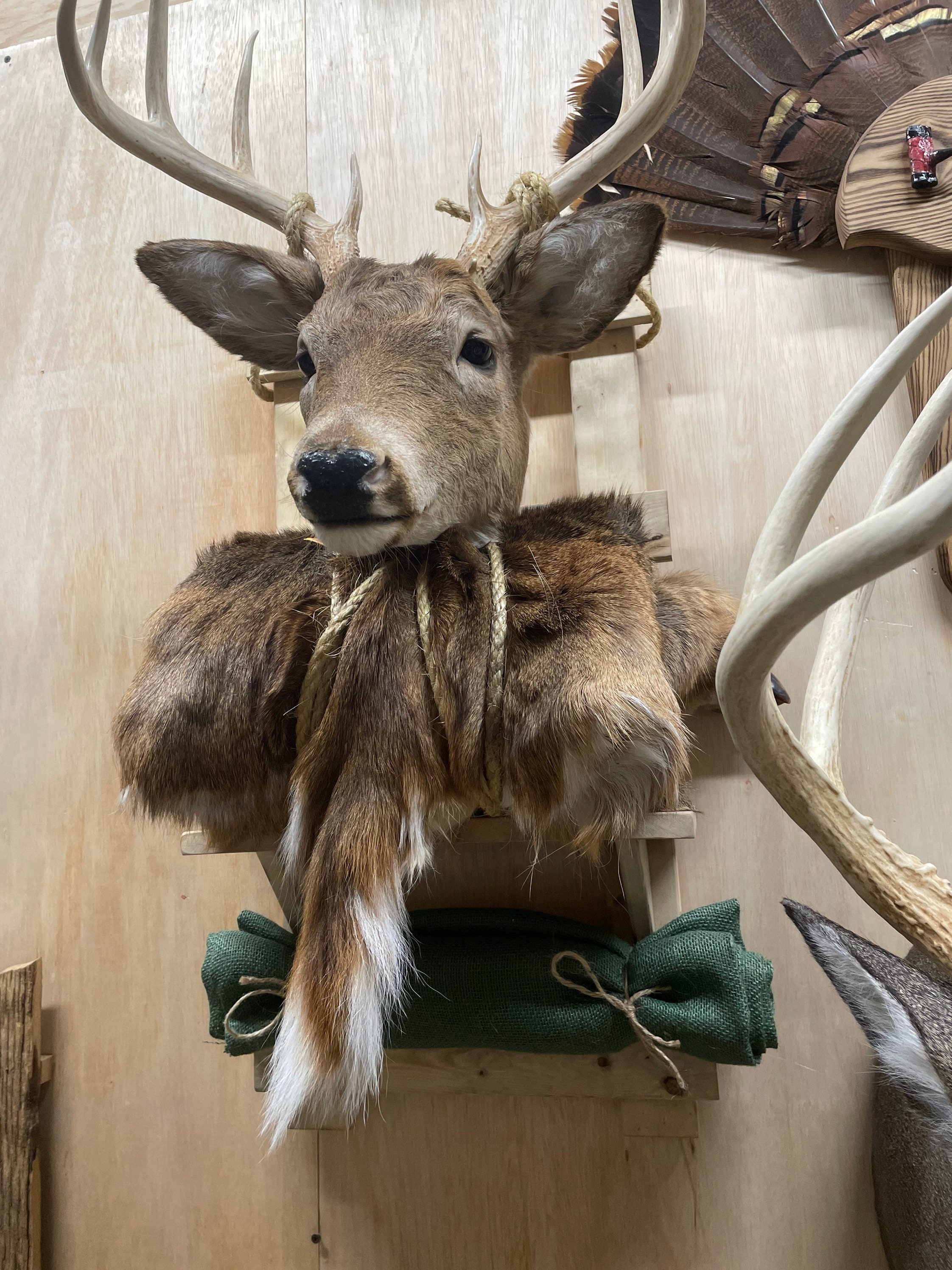 Solid Wood Taxidermy Backpack Mount Deer Plaque Antler Mount - Etsy