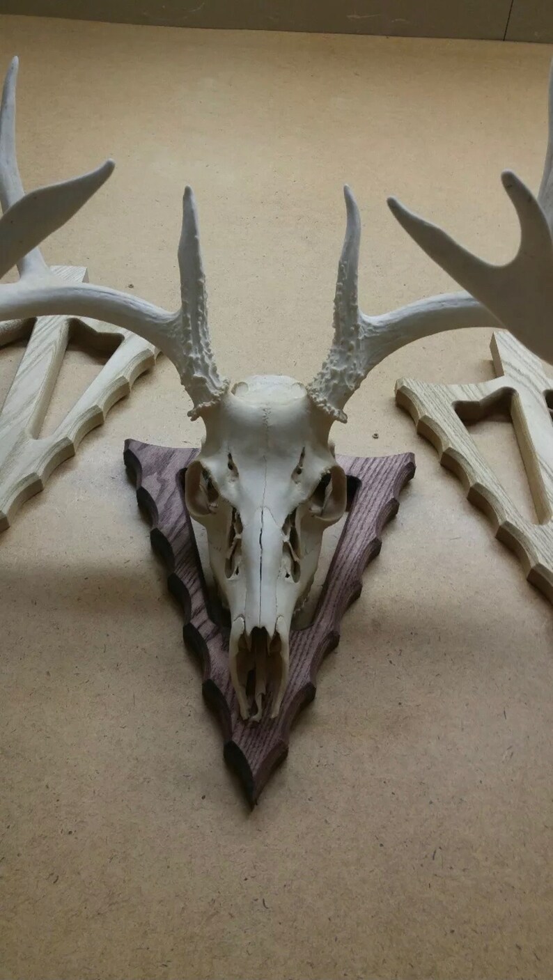 Arrow european skull plaque deer head mount skull mount Etsy