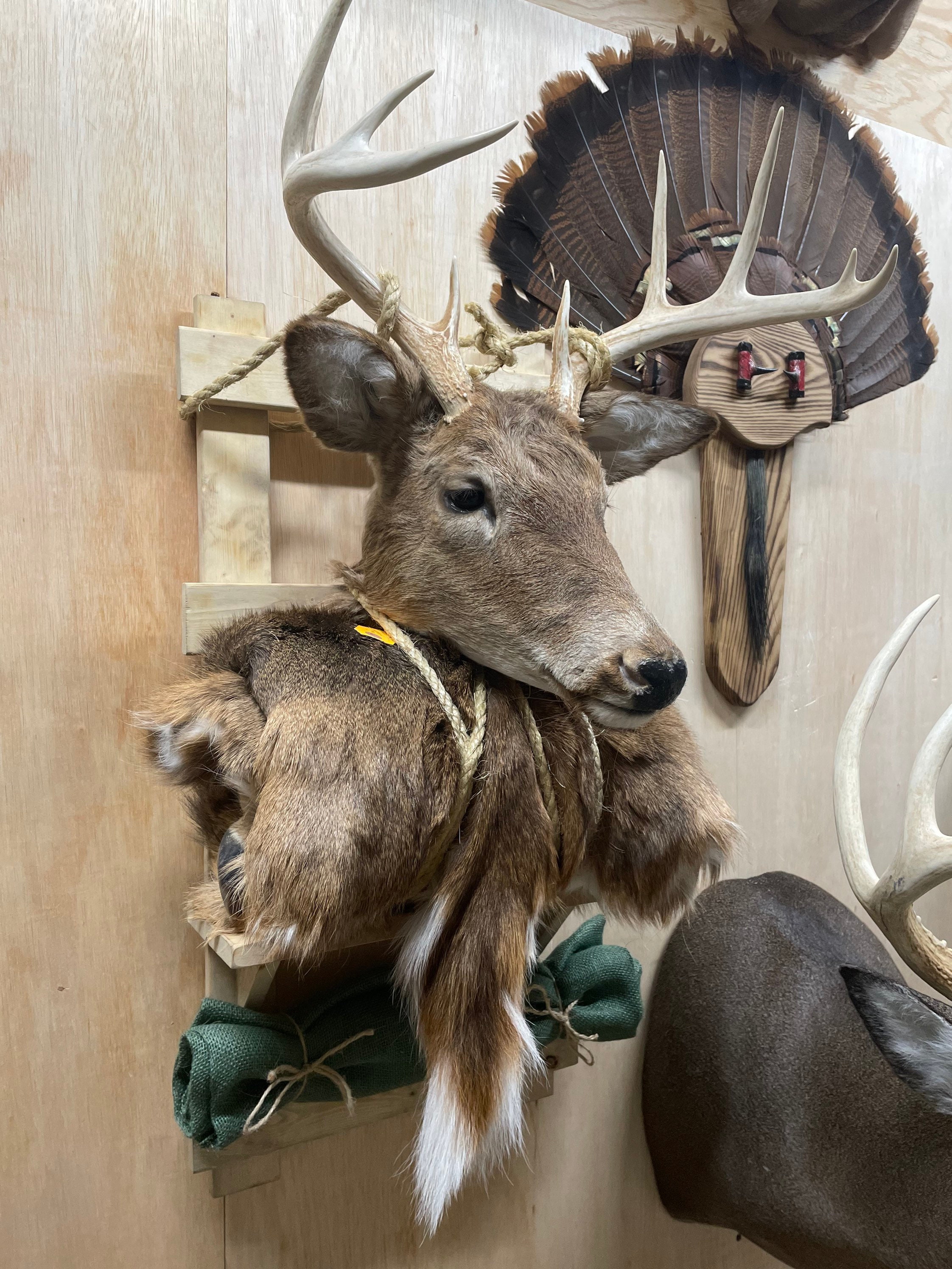 Solid Wood Taxidermy Backpack Mount Deer Plaque Antler Mount - Etsy
