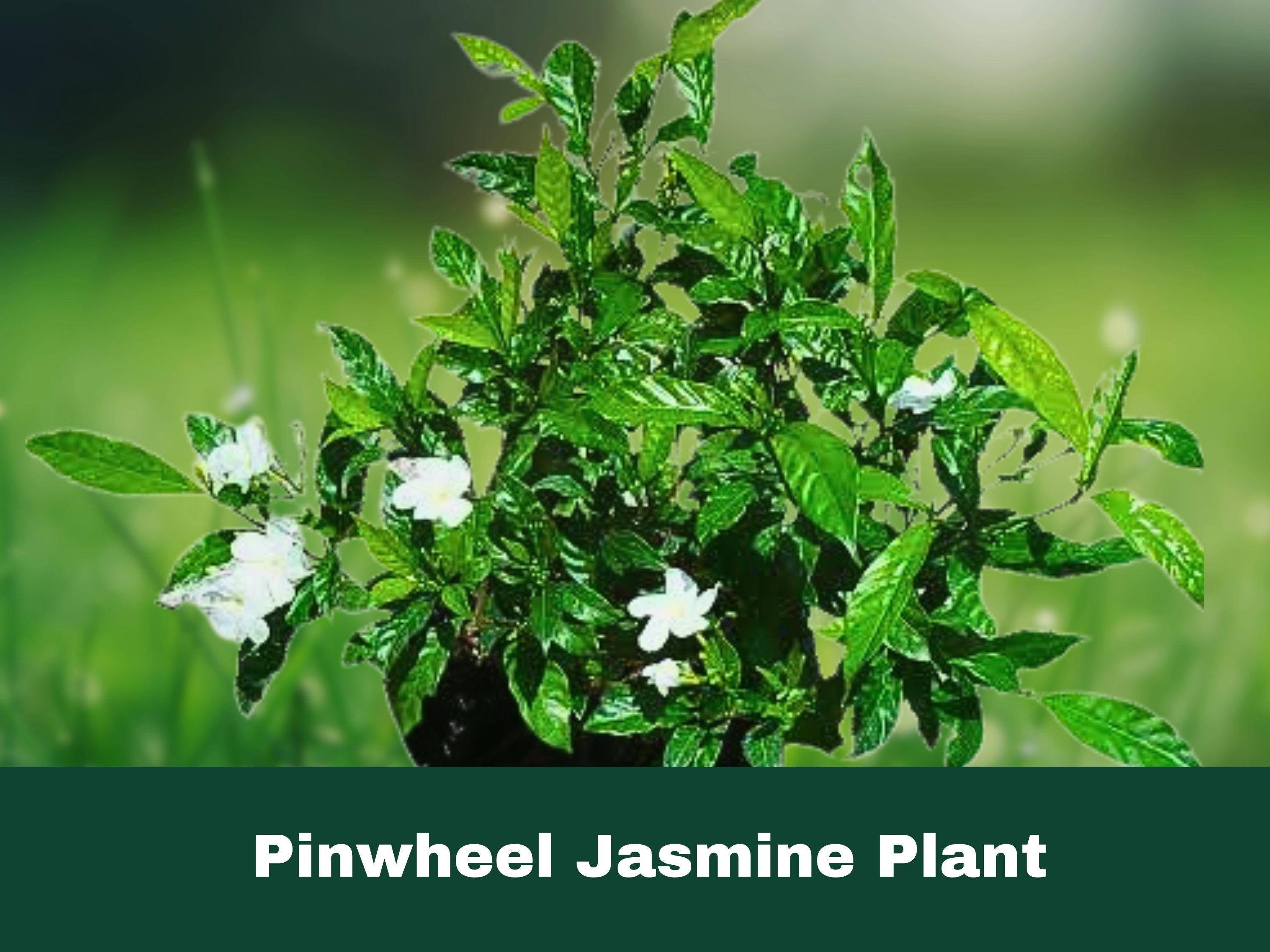 Pinwheel Jasmine – 2 Fragrant Tropical Live Plants (5–7”) Plug Size – Flowering Shrubs for Garden, Border, or Patio Container