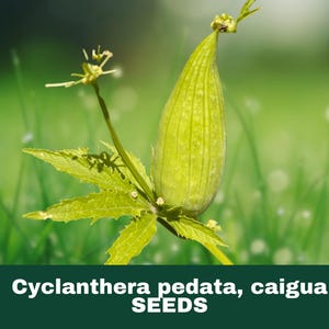 May include: Close-up of a green caigua plant with a large, elongated seed pod and serrated leaves. The image is set against a blurred green background of grass. Text at the bottom reads "Cyclanthera pedata, caigua SEEDS."