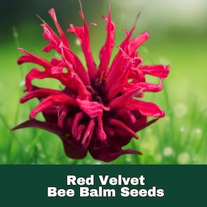 100 Red Velvet Bee Balm Seeds Perennial Flower Attracts Pollinators Easy to Grow Fast Shipping