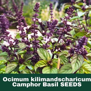 May include: Close-up of camphor basil plants with purple flower spikes and green leaves. The image includes the text "Ocimum kilimandscharicum Camphor Basil SEEDS" at the bottom, indicating the product is seeds for this herb.
