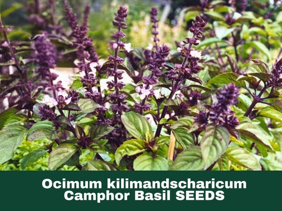 10 African Camphor Basil Seeds (Ocimum kilimandscharicum) Aromatic Herb Plant for Gardens Containers Warm Climates