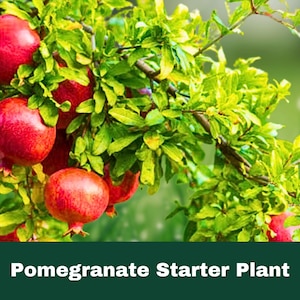 Salavatski Pomegranate Tree Starter Live Plant 2-5&quot; Tall | Hardy Fruit Tree Red Pomegranates | Easy to Grow Garden Orchard Plant