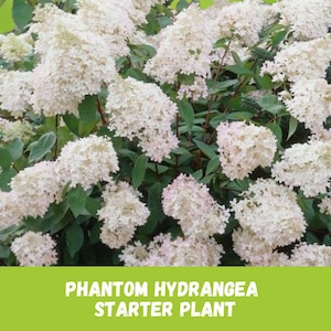 1 Phantom Hydrangea Starter Plant (Hydrangea paniculata) Bare Root 6-8 Inch