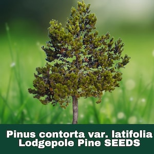 May include: A small, green Lodgepole Pine tree against a blurred green background. The tree has a brown trunk and dense, green foliage. Text at the bottom reads "Pinus contorta var. latifolia Lodgepole Pine SEEDS."