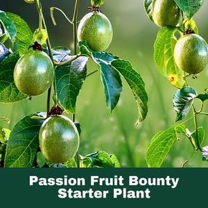 Passion Fruit Plant &quot;BOUNTY&quot; | Live Starter Vine for Garden, Trellis, or Patio | Tropical Edible Fruit Plant