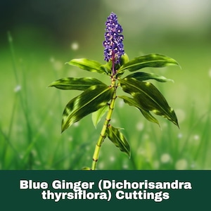 May include: A close-up of a blue ginger plant with a vibrant purple flower head and green leaves. The plant is set against a blurred green background of grass. The text "Blue Ginger (Dichorisandra thyrsiflora) Cuttings" is at the bottom.