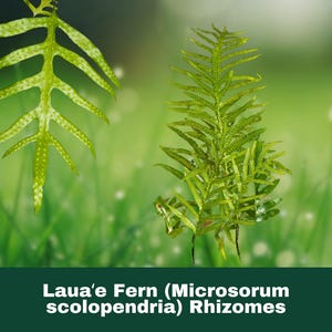 May include: Two Laua'e Fern plants, Microsorum scolopendria, are displayed against a blurred green background. The ferns have bright green, textured leaves with a unique shape. The text "Laua'e Fern (Microsorum scolopendria) Rhizomes" is at the bottom.