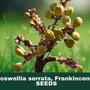 May include: Close-up of a frankincense plant branch with several light green seed pods. The branch is brown with small white flowers. The background is a blurred green field. The text at the bottom reads "Boswellia serrata, Frankincense SEEDS."