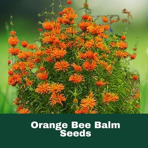 100 Orange Bee Balm Seeds Perennial Flower Attracts Pollinators Easy to Grow Fast Shipping