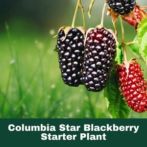 Columbia Star Blackberry Plants | 2 Live Rubus Starter Plants | Thornless Sweet Fruit Bush for Garden or Patio