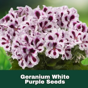 10 White Purple Geranium Seeds Perennial Flower Easy to Grow Pollinator Friendly Fast Shipping