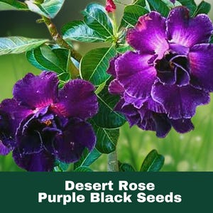 4 Count Seeds Desert Rose Purple Black Adenium Obesum Exotic Perennial Flowering Plant FAST SHIPPING