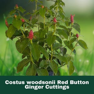 May include: A close-up of a Costus woodsonii Red Button Ginger plant with vibrant green leaves and striking red flower buds. The plant is set against a blurred green background, creating a natural aesthetic. The image includes the text "Costus woodsonii Red Button Ginger Cuttings".