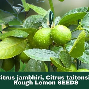 May include: Close-up of a citrus tree branch with two green limes and several green leaves. The leaves have water droplets on them. The text at the bottom reads: Citrus jambhiri, Citrus taitensis, Rough Lemon SEEDS.
