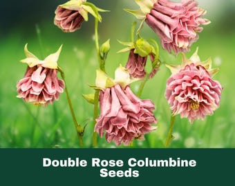 50 Double Rose Columbine Seeds Perennial Flower Easy to Grow Pollinator Friendly Fast Shipping