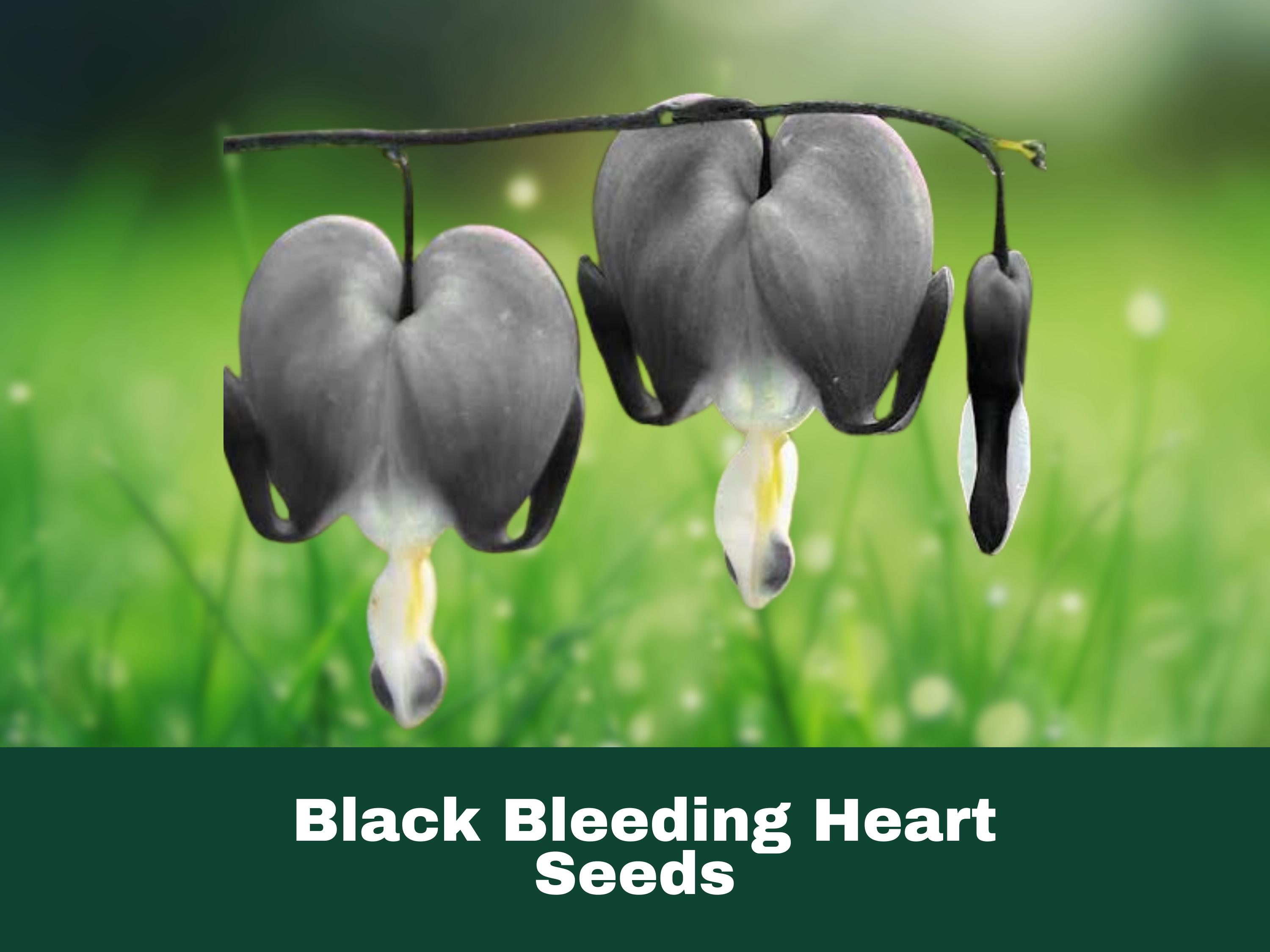 25 Black Bleeding Heart Seeds Unique Perennial Flowers Easy to Grow Garden  Vine Fast Shipping