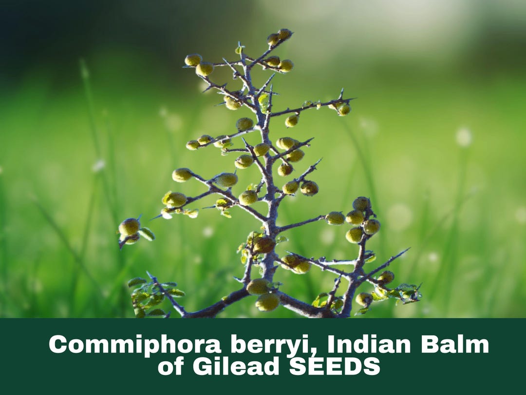 5 Seeds Balm of Gilead Tree (commiphora Berryi) - Etsy