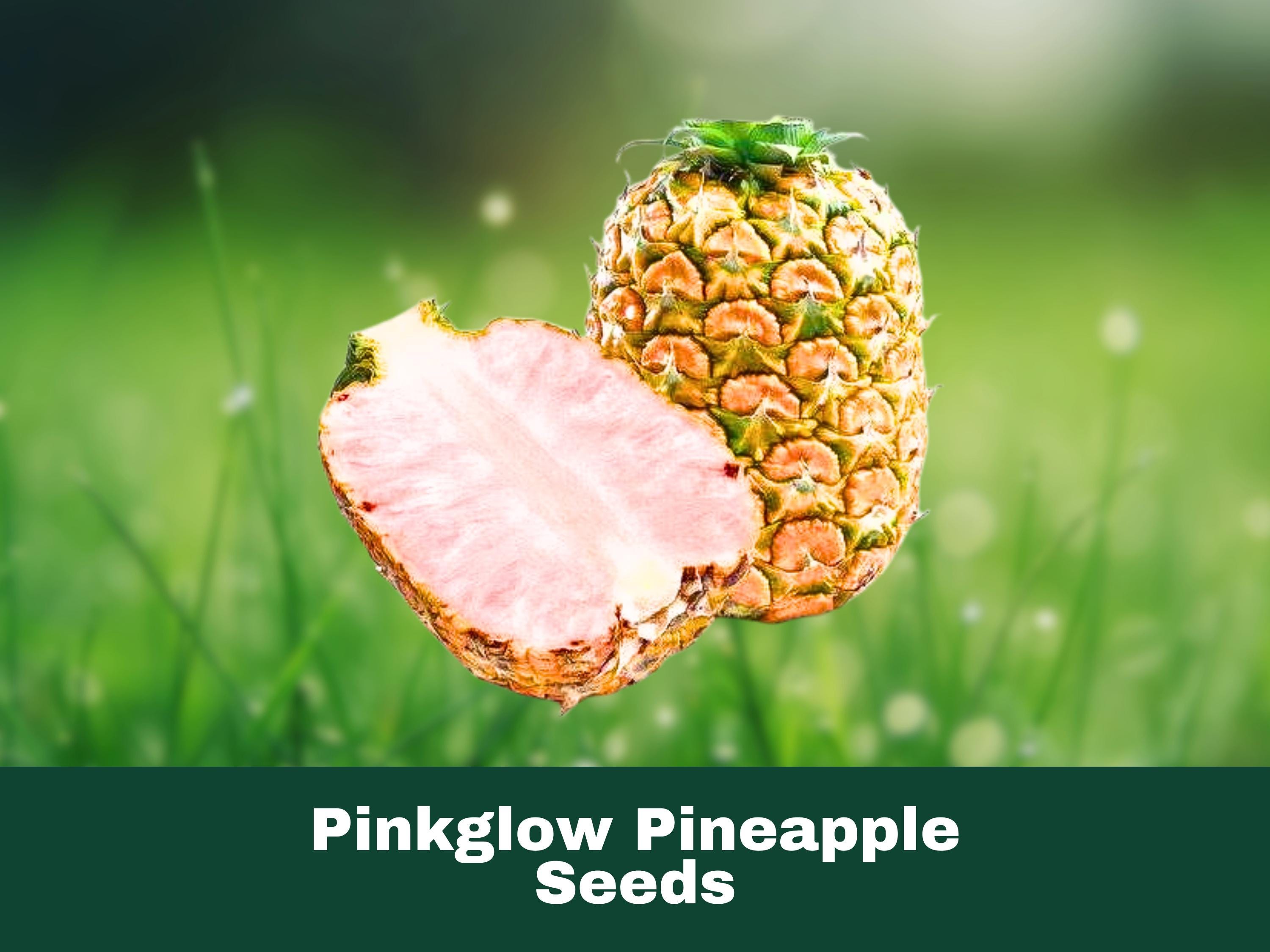 Pinkglow Pineapple Plant - Etsy
