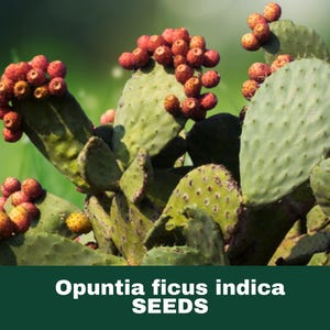 May include: Close-up of a prickly pear cactus with green pads and clusters of red and yellow fruit. The image includes the text "Opuntia ficus indica SEEDS" at the bottom, indicating the product category.
