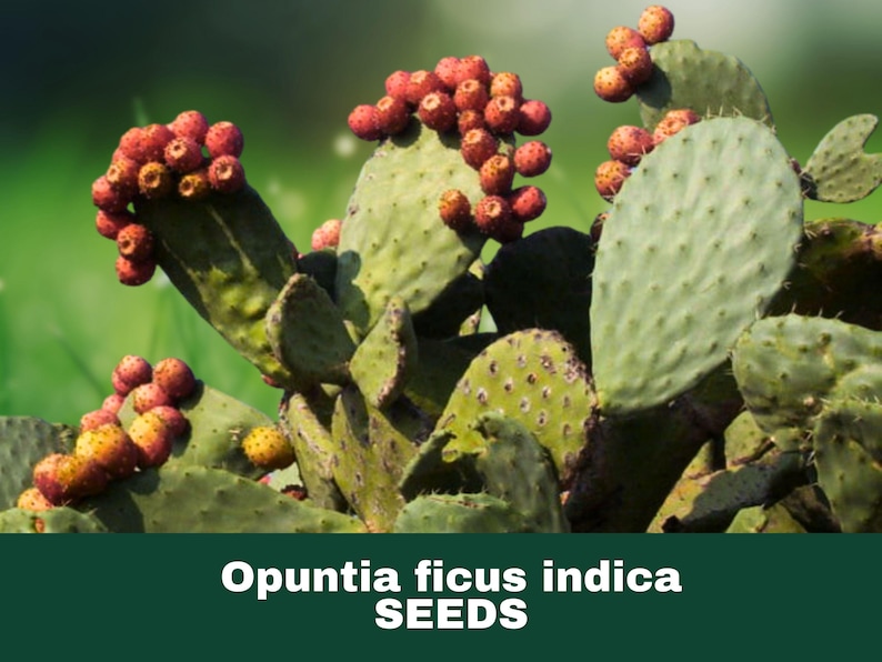 May include: Close-up of a prickly pear cactus with green pads and clusters of red and yellow fruit. The image includes the text "Opuntia ficus indica SEEDS" at the bottom, indicating the product category.