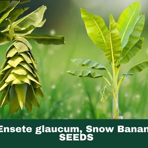 May include: Image of Ensete glaucum, Snow Banana SEEDS. The image shows a close-up of a young banana plant with large, green leaves. The plant is set against a blurred green background. The text "Ensete glaucum, Snow Banana SEEDS" is at the bottom.