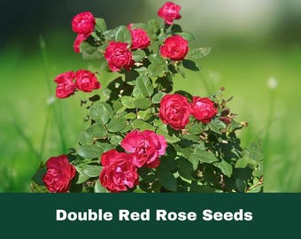 May include: A rose bush featuring multiple vibrant red flowers with layered petals and green leaves. The text "Double Red Rose Seeds" is printed in white on a dark green horizontal bar at the bottom of the image.