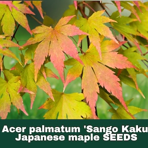 May include: Close-up of Japanese maple leaves, Acer palmatum 'Sango Kaku', with vibrant colors. The leaves transition from green to yellow and pink, creating a striking visual contrast. The image includes the text "Acer palmatum 'Sango Kaku' Japanese maple SEEDS".