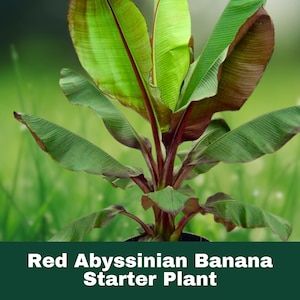 Ensete Maurelii Red Abyssinian Banana - Live Starter Plant 3-5 Inches Tall - Rare Tropical Ornamental Banana Tree