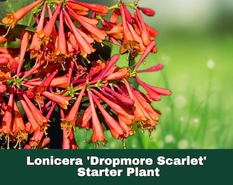 Honeysuckle Cuttings (15+ Unrooted) - Easy to Root Flowering Vine - Etsy