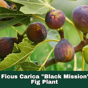 Black Mission Fig Tree Live Starter Plant – Ficus Carica – Cold Hardy Fruit Tree – Sweet Fig – Easy to Grow – 1 Plant