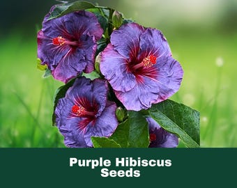 20 Purple Hibiscus Seeds Exotic Tropical Blooms Perennial Easy to Grow Drought Tolerant Fast Shipping