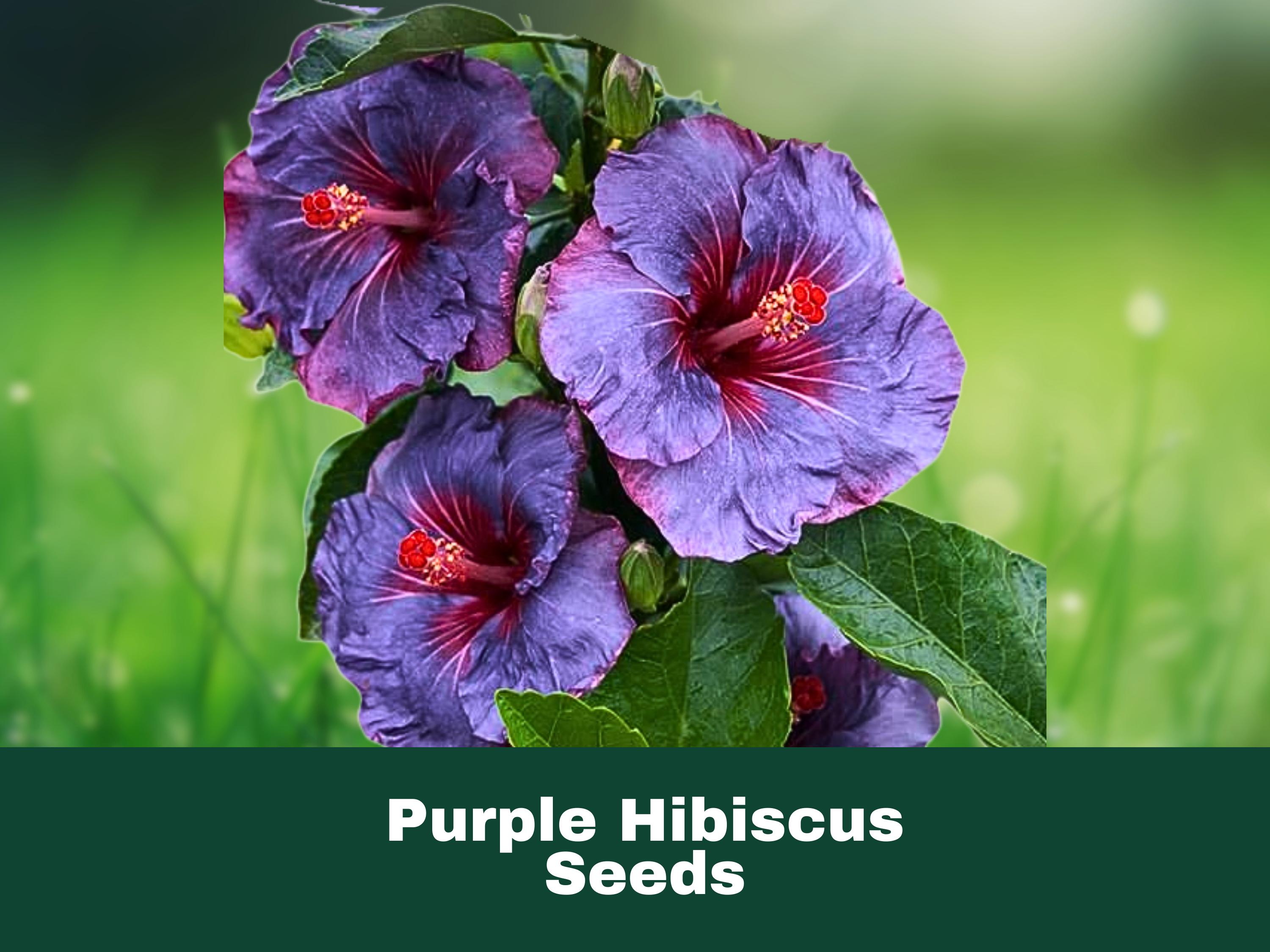 30 Rare Hibiscus Seeds By Nygardenia – Non-GMO Heirloom, Orange & Yellow Flowers, Full Sun, Bushy Growth