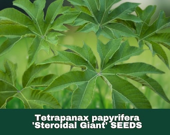 5 Giant Rice Paper Plant Seeds (Tetrapanax papyrifer) Fast Growing Tropical Foliage Shrub for Gardens Containers