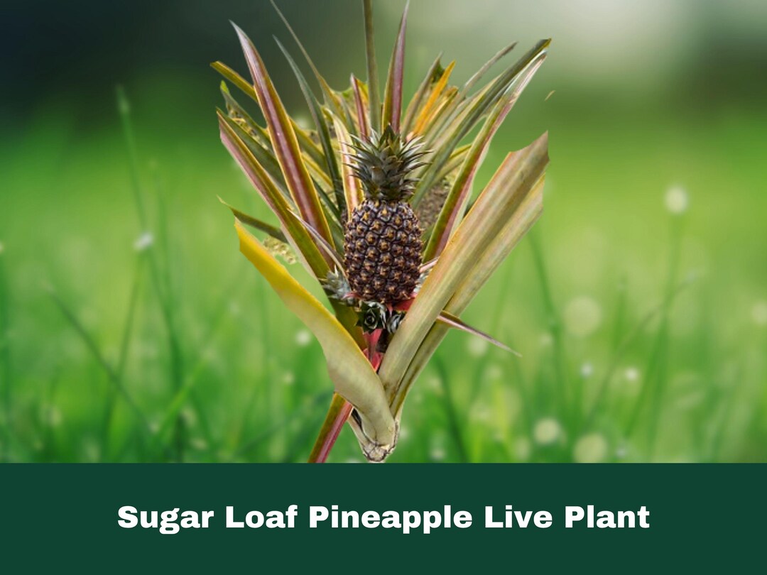 1 Rooted Crown Sugar Loaf Pineapple Plant Live Starter Etsy 1-rooted-crown-sugar-loaf-pineapple-plant-live-starter-etsy