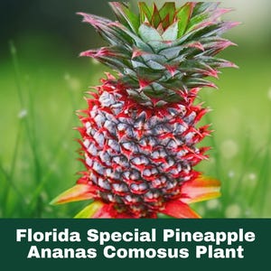 Florida Special Pineapple Plant – Ananas comosus – Live Starter Plant – Sweet Tropical Fruit – Easy to Grow – 1 Plant