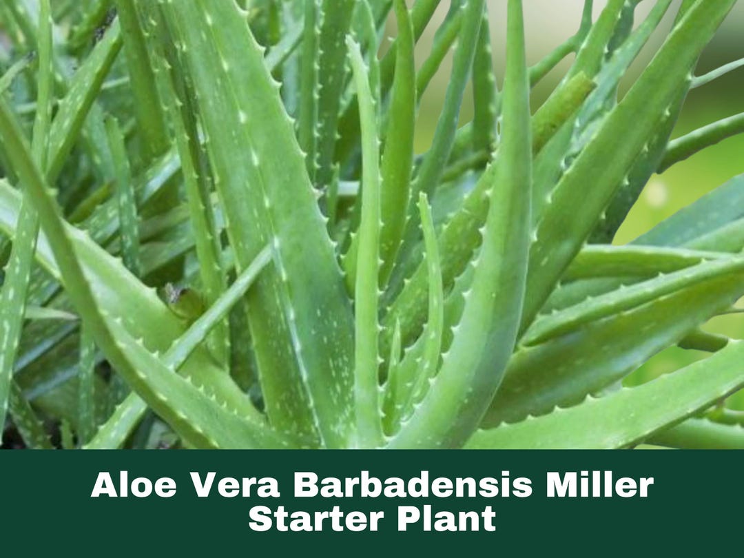 1 Live Aloe Vera Barbadensis Miller 7–8 Inch Bare Root Plant Indoor ...