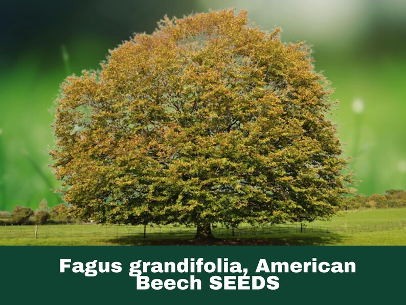 5 Seeds American Beech Tree (fagus Grandifolia) - Etsy