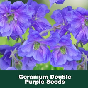 10 Double Purple Geranium Seeds Perennial Flower Easy to Grow Vibrant Blooms Fast Shipping