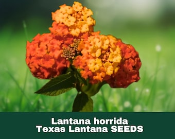 Native Texan Lantana - Seed Packet for Pollinators - Etsy
