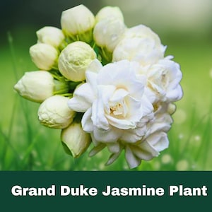 Grand Duke Jasmine – 2 Super Fragrant Live Plants (3–5”) Plug Size – Double Blooming Shrubs for Patio, Garden, or Container
