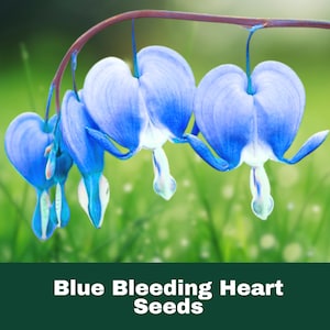 25 Blue Bleeding Heart Seeds Perennial Flower Shade-Loving Pollinator Friendly Fast Shipping