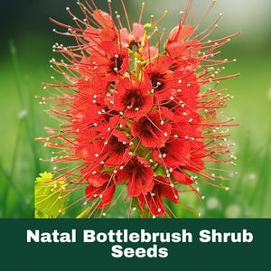 10 Count Greyia Sutherlandii Seeds Rare Natal Bottlebrush Tree Tropical Ornamental Plant for Garden or Pot