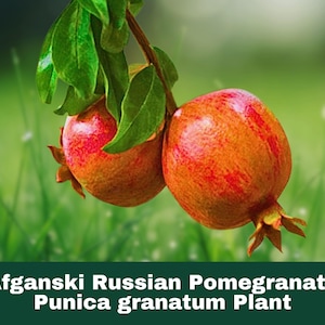 Afganski Russian Pomegranate Starter Plug Plant | Cold Hardy Punica Granatum | Fruit Tree for Containers or Outdoor Garden