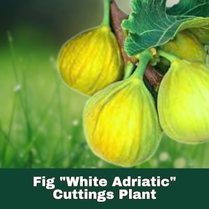 3 pcs White Adriatic Fig Tree Cuttings 6–8&quot; Ficus Carica Easy Rooting Sweet Green Fig Variety Heirloom Fruit Garden Orchard