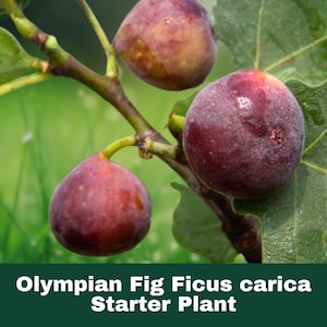 Olympian Fig Tree Plant - Ficus carica Live Starter Plant - Bare Root Fruit Tree for Garden, Patio, Home Orchard - Sweet Fresh Figs