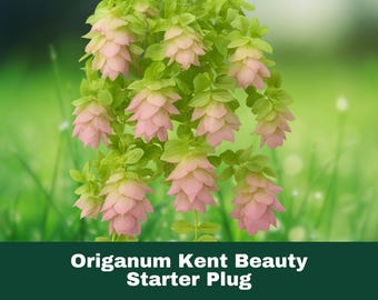 1 Origanum Kent Beauty Live Plant Rooted Plug Ornamental Oregano Trailing Perennial