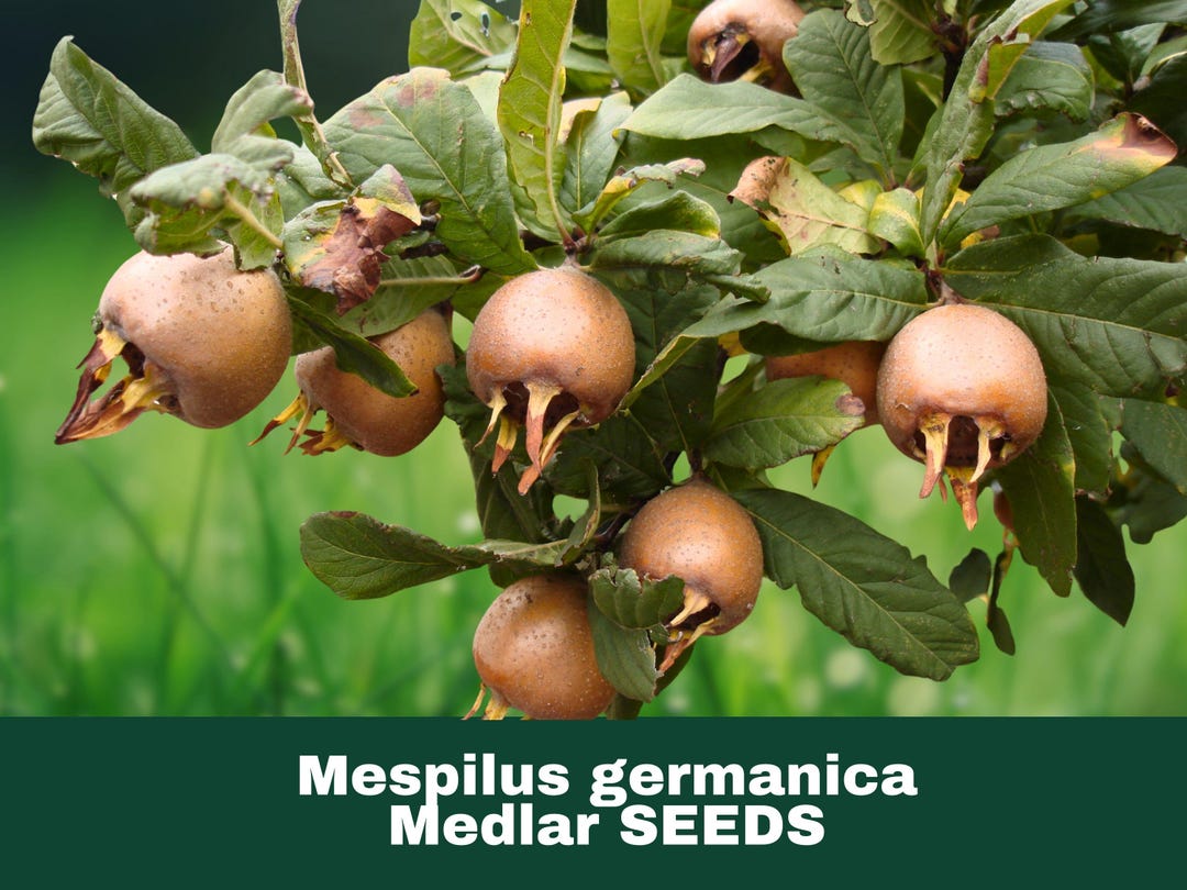 Mespilus Tree 5 Medlar Tree Seeds (mespilus Germanica) Hardy Deciduous Edible Fruit ...
